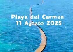 Enlace a Tremenda idea para evitar las algas en las playas, por @catrina_nortena