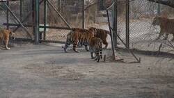 Enlace a Un tigre siberiano fue colocado en un recinto con tigres de Bengala, por @Arteymas_