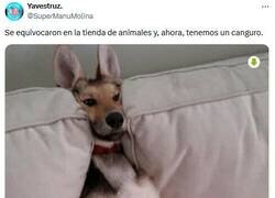 Enlace a Con el jetlag de Australia por @supermanumolina