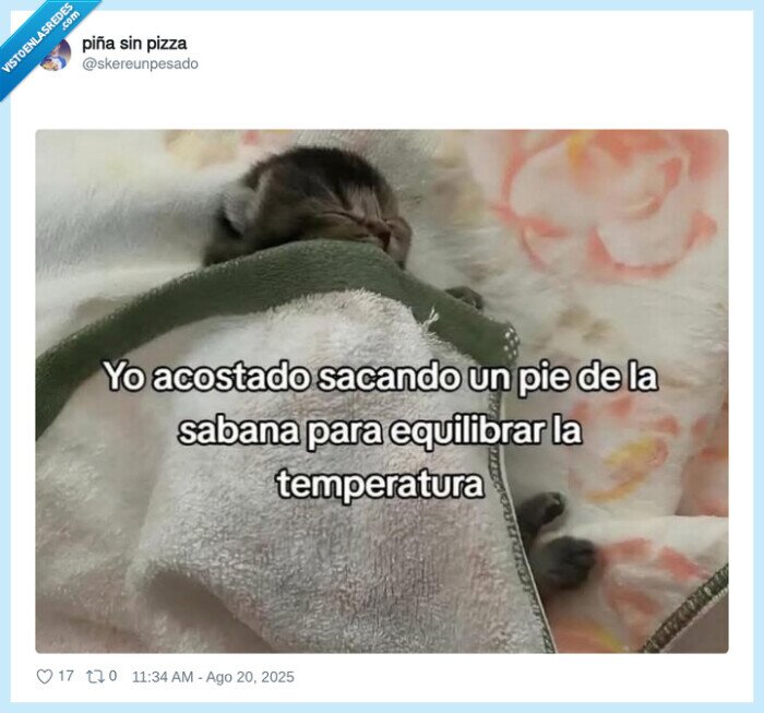 cama,mono,frío,temperatura