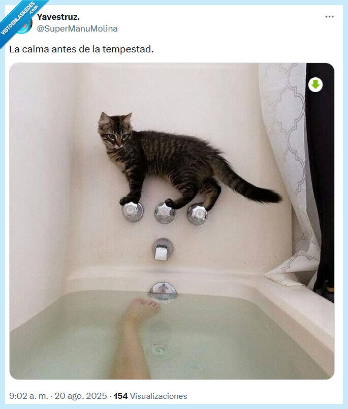 calma,tempestad,antes,gato