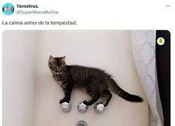 Enlace a El pez-gato por @supermanumolina