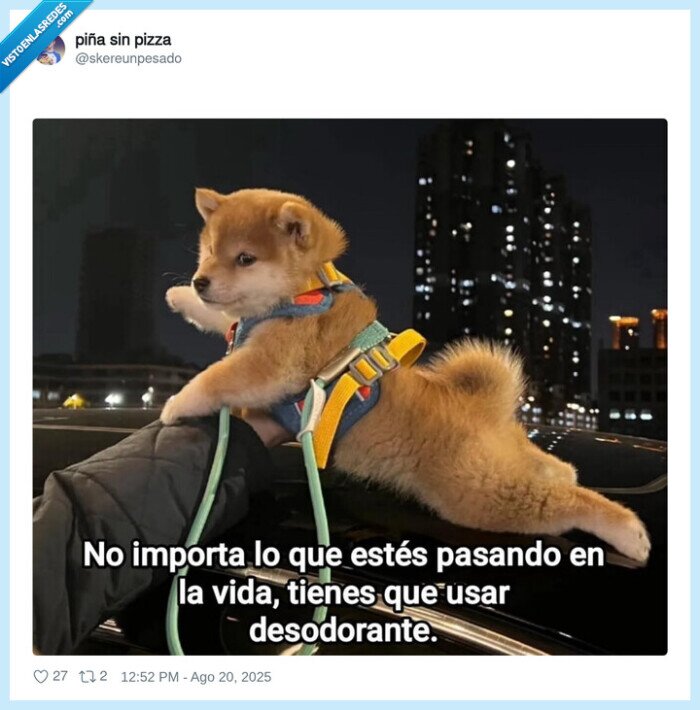 perro,desodorante,usar,axilas