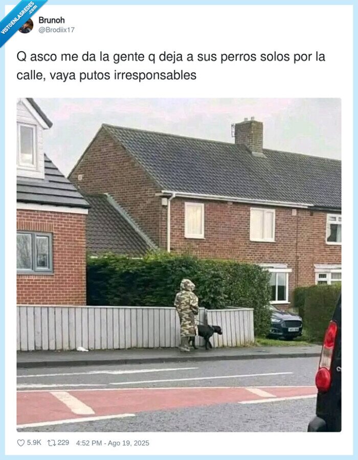 irresponsables,perros,calle,gente,solos,camuflaje