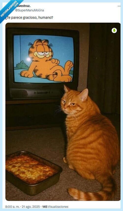 gardfield,gato,lasaña