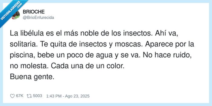 libélula,insectos,piscina,molesta