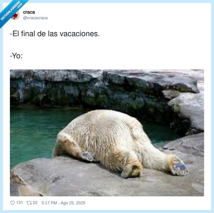 vacaciones,final,oso polar,cansado