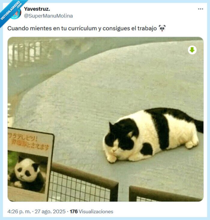 currículum,gato,panda,trabajo