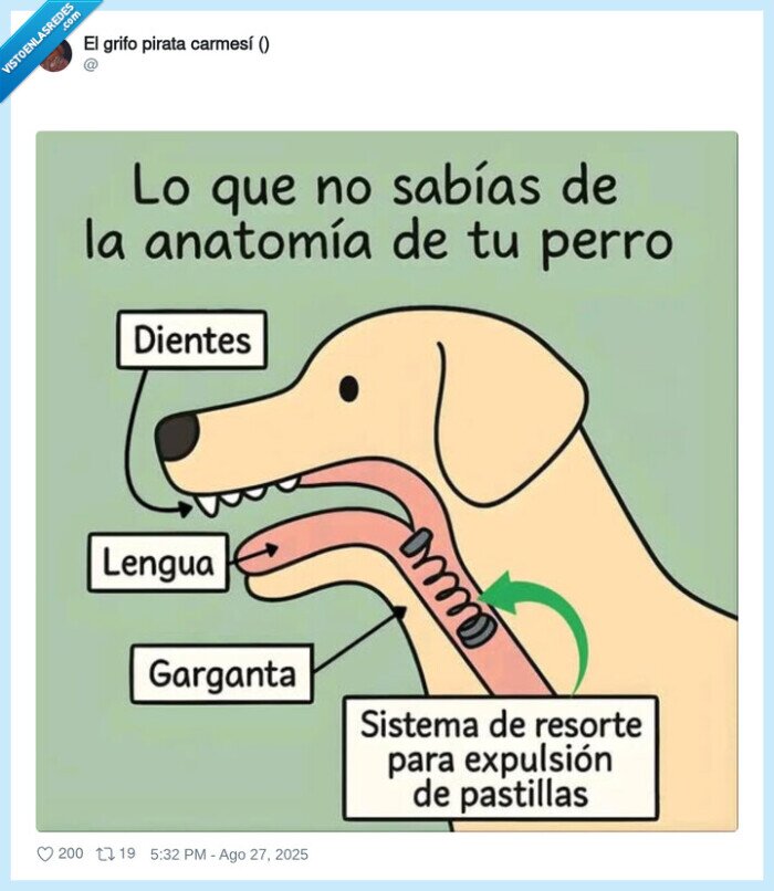 garganta,perro,lengua,dientes,expulsar,pastillas