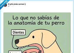 Enlace a Anatomía del perro, por @ErigolDelViento