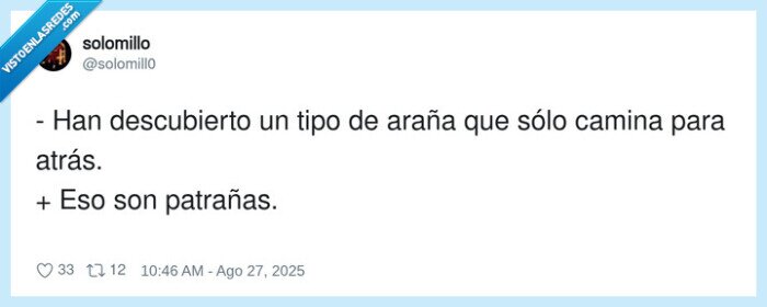 descubierto,patrañas,araña,caminar,atrás