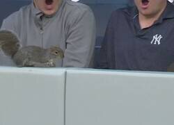 Enlace a Cuando te pasa una ardilla justo por delante