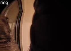 Enlace a En Florida, los vecinos que vienen a pedirte la sal son caimanes