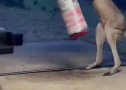 Enlace a Y después de ver esto, muchos aún dirán que podrían ganar a un canguro en una pelea