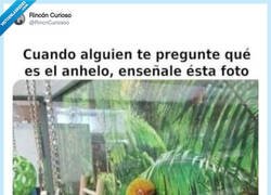 Enlace a Pero qué penilla de imagen, por @RincnCuriosoo