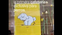 Enlace a La primera cafetería para perros en España, ojo que no te puedes ni tomar un café como humano