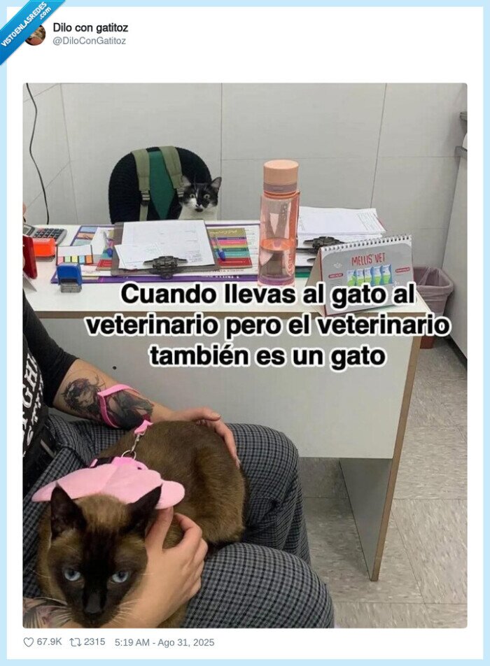 gato,veterinario,consulta