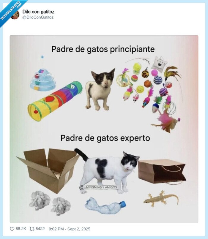 gatos,juguetes,carton