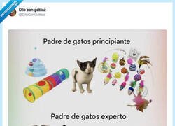 Enlace a De todos es sabido que con un cartón basta, por @DiloConGatitoz