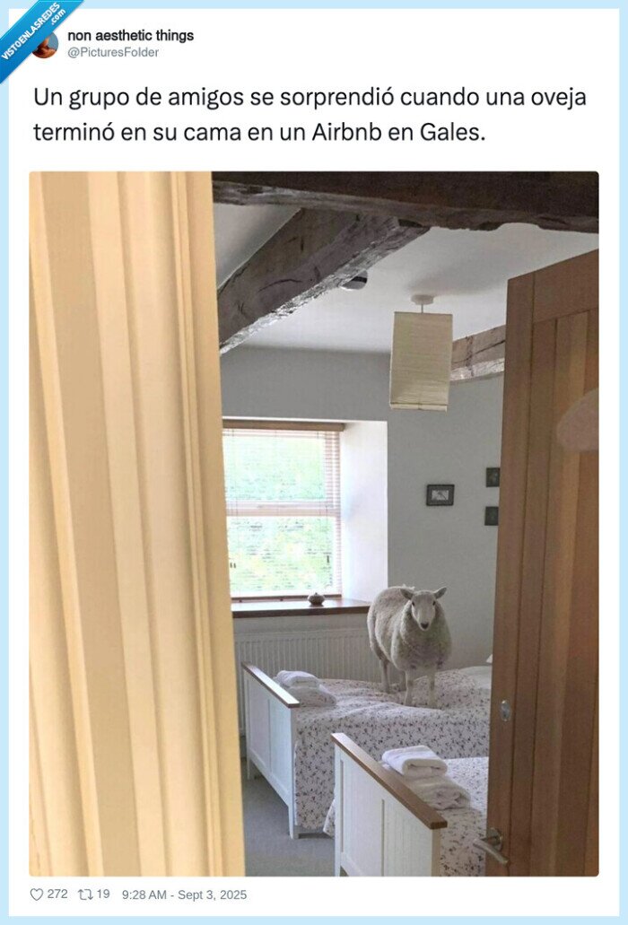 airbnb,oveja,gales