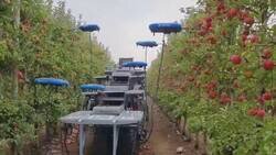 Enlace a Los drones recogedores de fruta me hacen pensar que los robots nos van a sustituir pronto