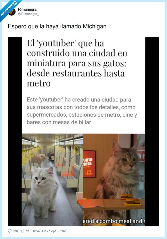 michigan,ciudad,gatos,mascotas