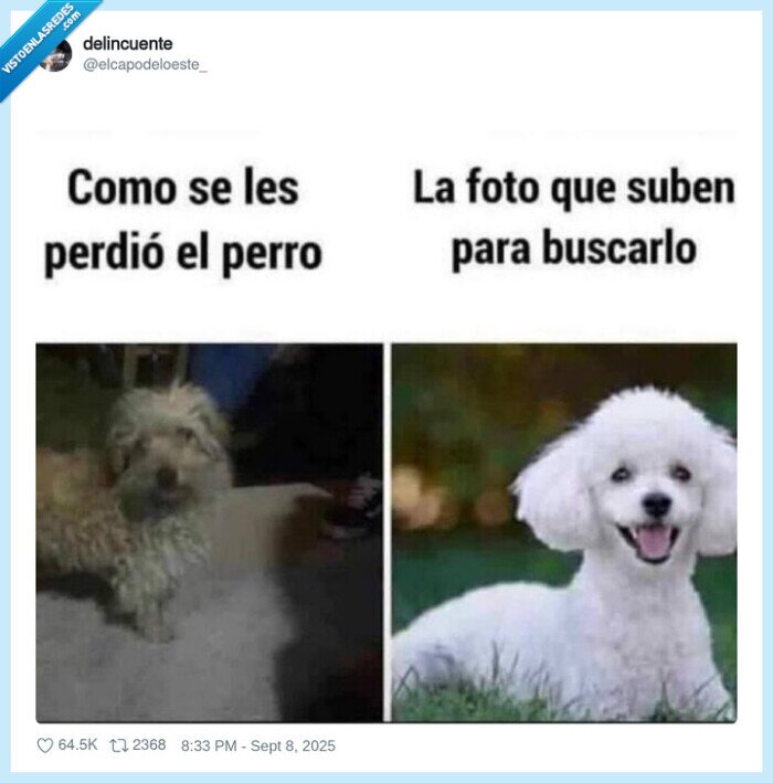 perro,cartel,búsqueda,destrozado