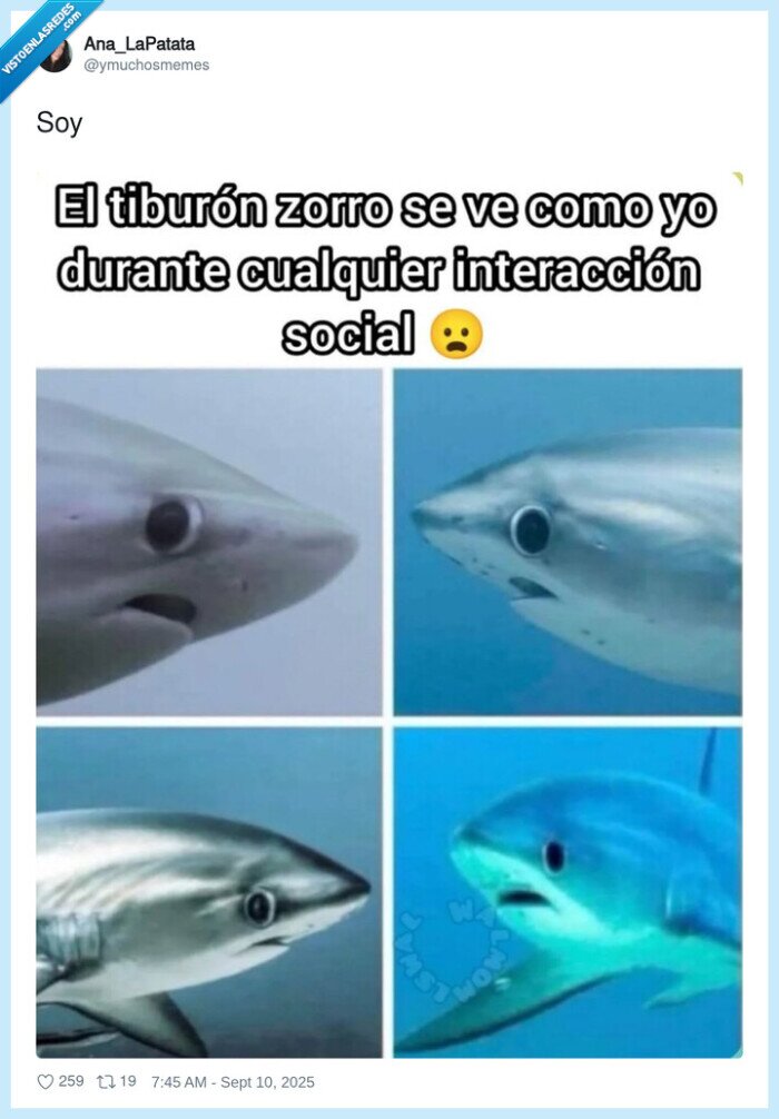 tiburón,ojos,flipando