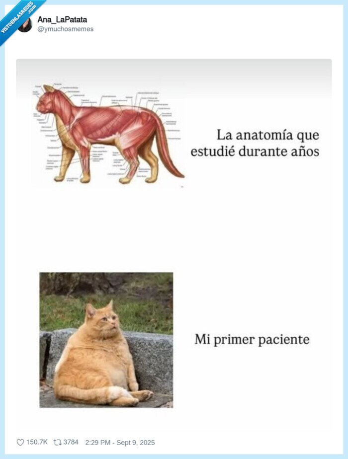 gato,paciente,medicina,estudiar,gordos,obesidad