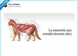 Enlace a Tanto estudiar cuerpos perfectos... por @ymuchosmemes