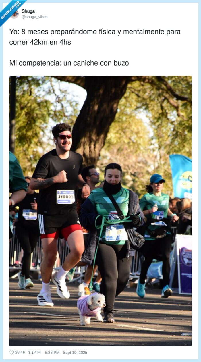 preparándome,mentalmente,competencia física,caniche,correr