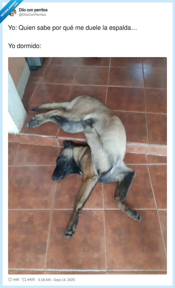 dolor,espalda,perro,postura