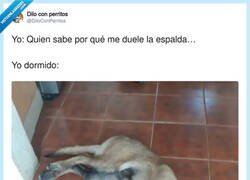Enlace a Lo seguiré haciendo, por @DiloConPerritos