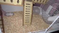 Enlace a Vaya vergüenza de madre, por @therealbuni