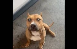 Enlace a Rescata pitbull abandonado en una plaza y descubre el motivo por qué lo abandonaron