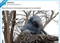 Enlace a No está hecho para mí por @supermanumolina