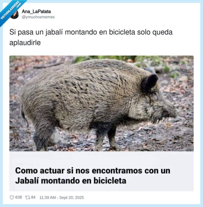 aplaudirle,bicicleta,montando,jabalí