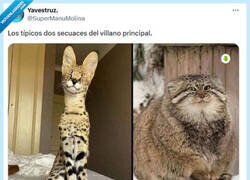 Enlace a El gordo y el flaco por @supermanumolina