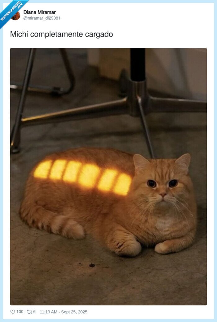 completamente,cargado,michi,gato