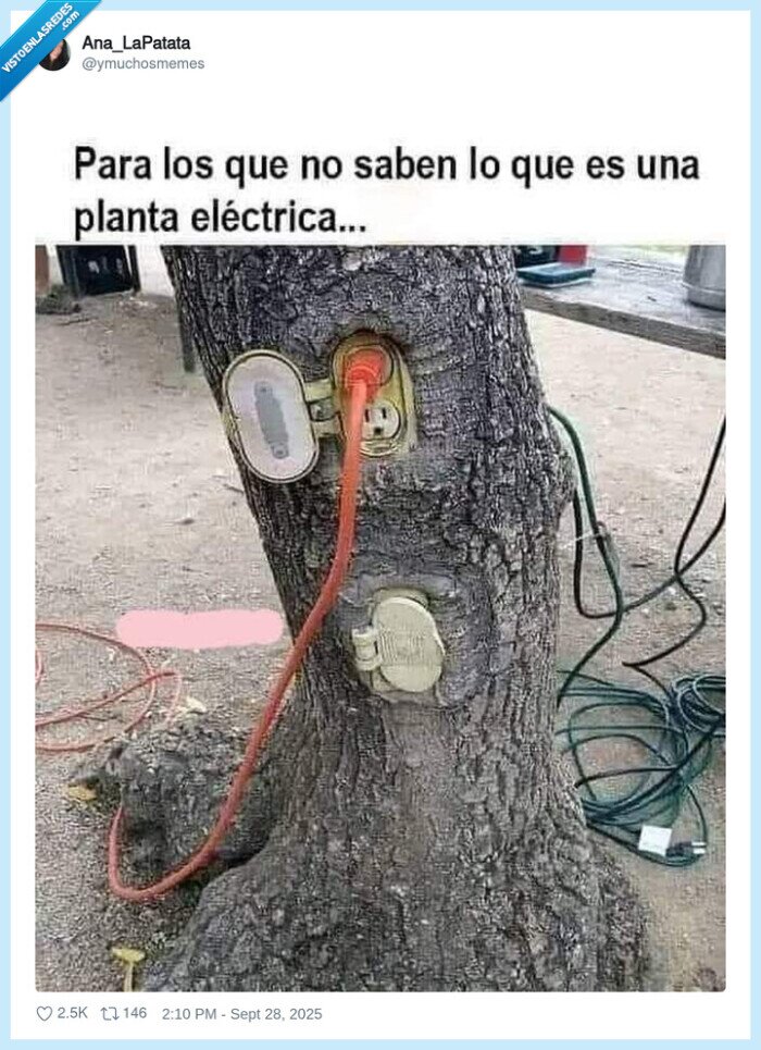 árbol,enchufe,planta,cables