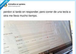 Enlace a Dadle un tecladito pequeñito al pollito, por @Animalesaprieto