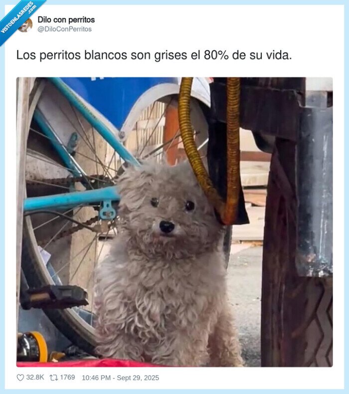 perritos,blancos,grises,color