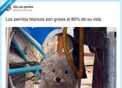 Enlace a Lavadlos, por el amor de Dios, por @DiloConPerritos