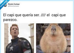Enlace a Qué quieres que te diga, mola más la capibara, por @RincnCuriosoo