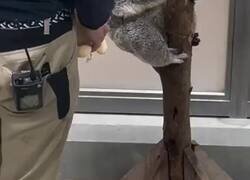 Enlace a Un koala bebé necesita siempre algo a lo que agarrarse