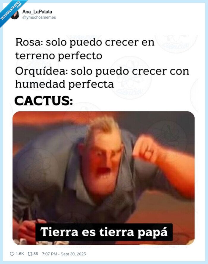 cactus,florecer,crecer,condiciones