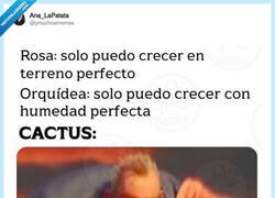 Enlace a Los cactus son más chulos que un 8, por @ymuchosmemes