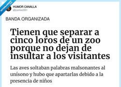 Enlace a Los Corleone pero con plumas, por @jcarlos2001