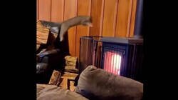 Enlace a Los gatos son especialistas en meterse donde no les llaman