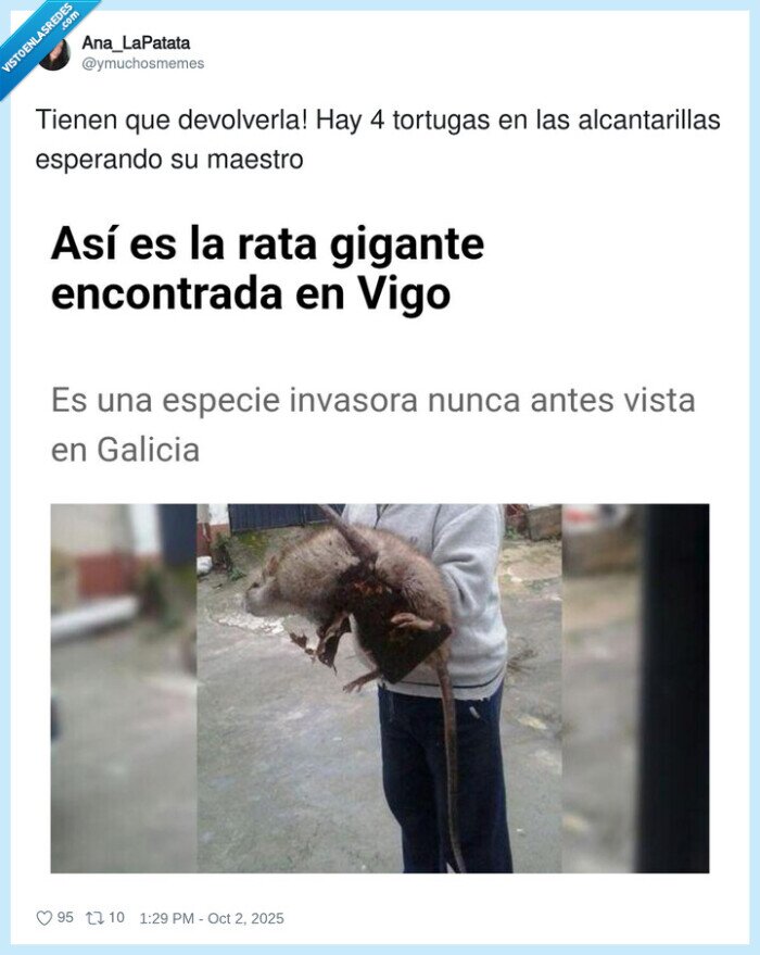 alcantarillas,rata,tortugas ninja,maestro,splinter